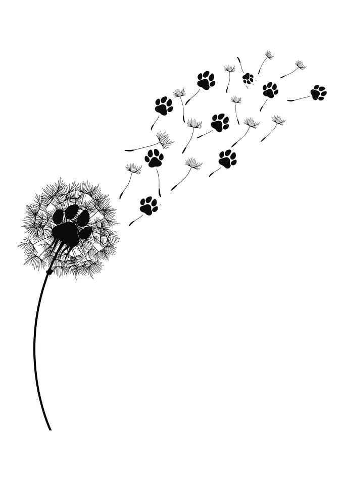 Dandelion Taraxacum Dog