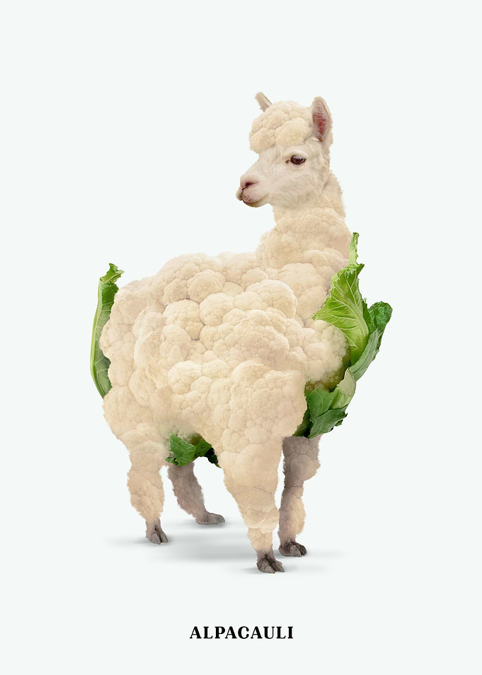 Alpacauli