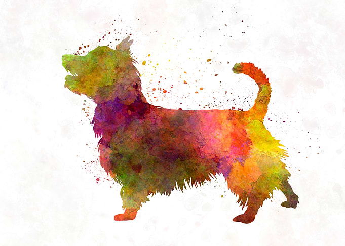 Australian Terrier