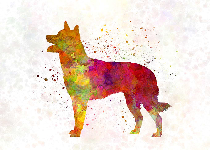 Australian Kelpie