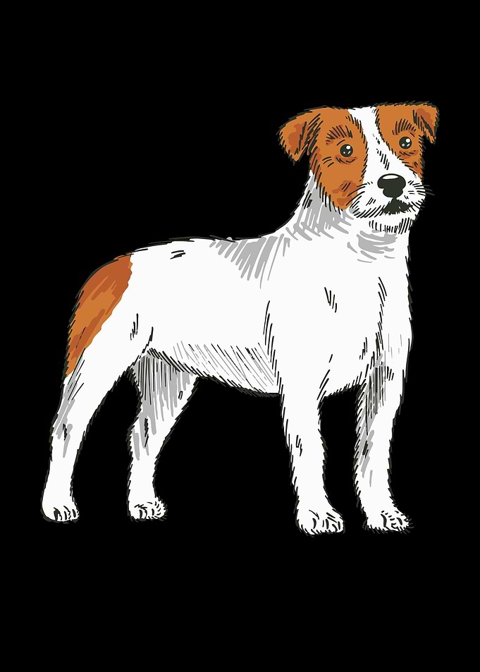 Parson Russell Terrier