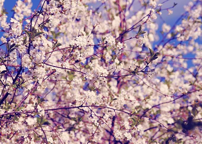 Bloomimg Spring Garden