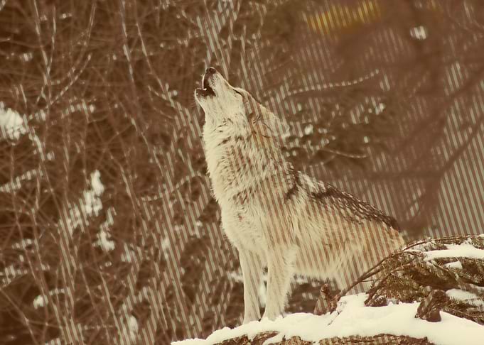 wolf