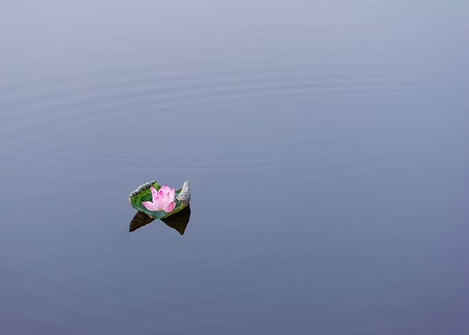 Beautiful lotus flowers
