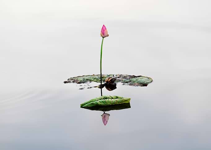 Lotus buds and leaves