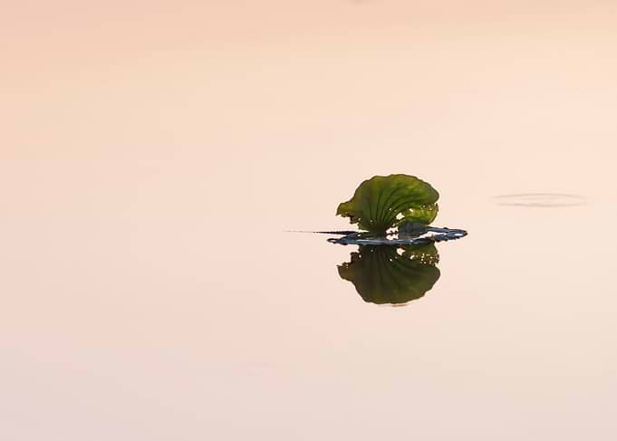 Wonderful lotus leaves