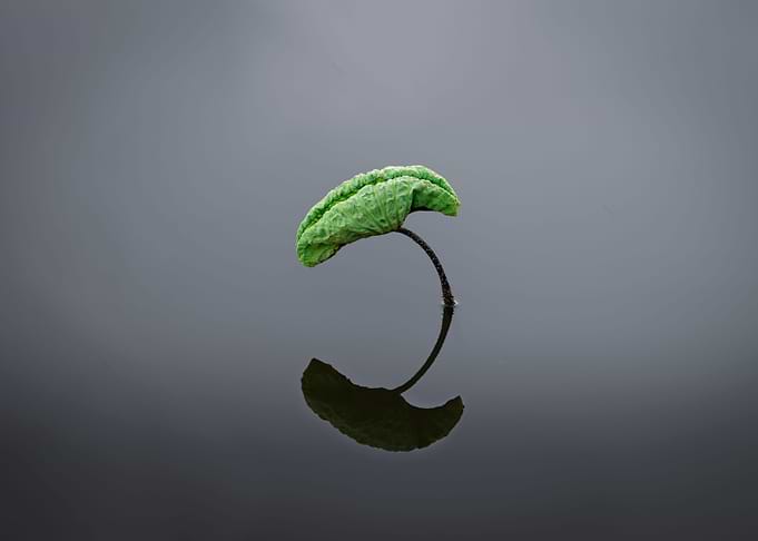 Wonderful lotus leaves