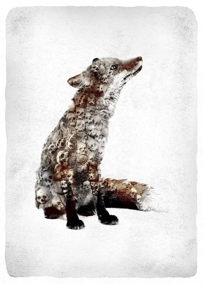 FOX