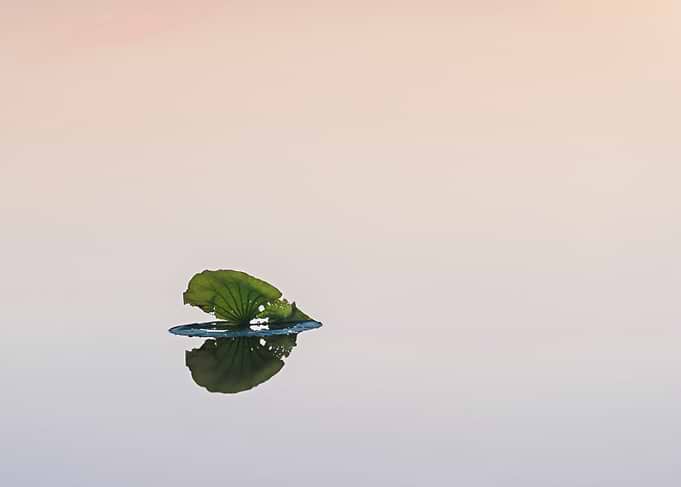 Wonderful lotus leaves