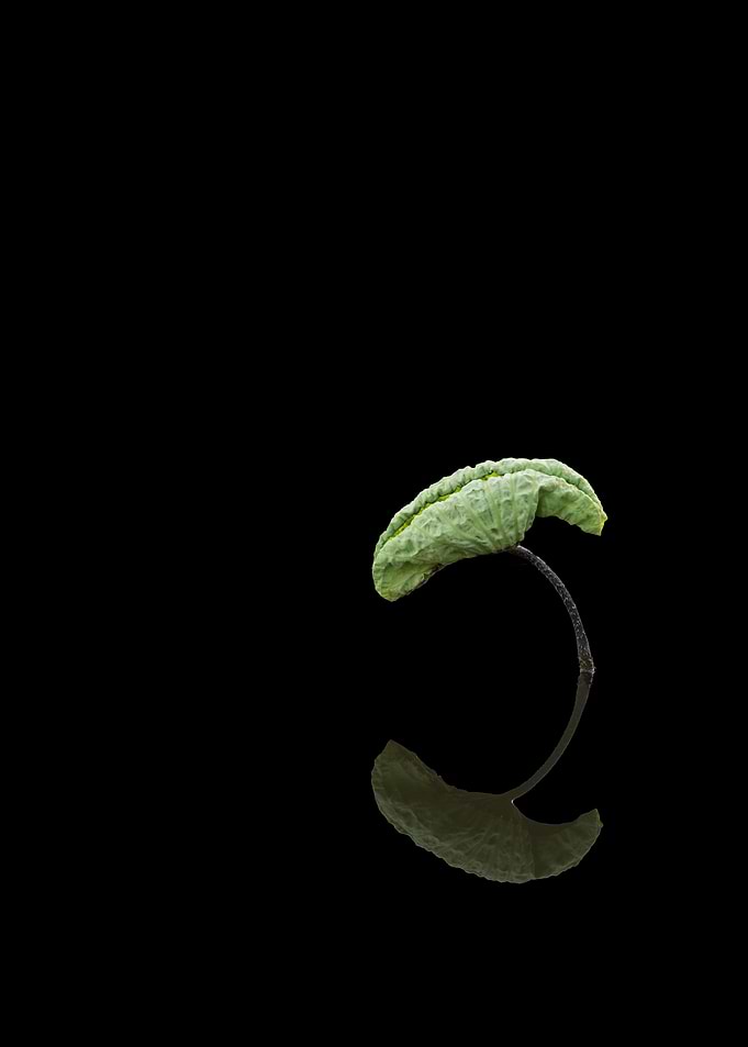 Wonderful lotus leaves