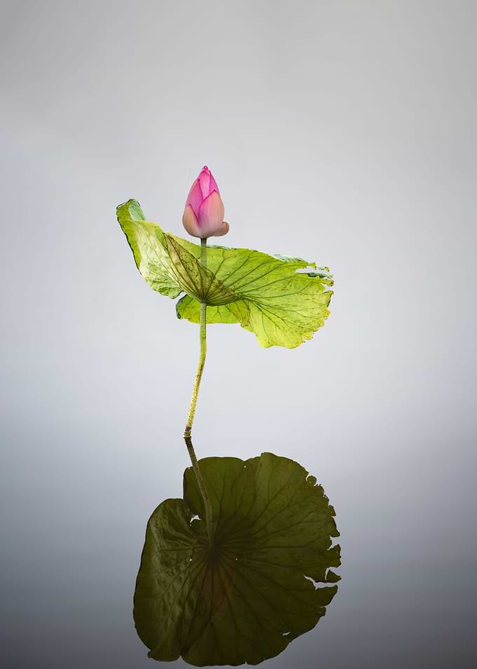 Lotus buds and leaves