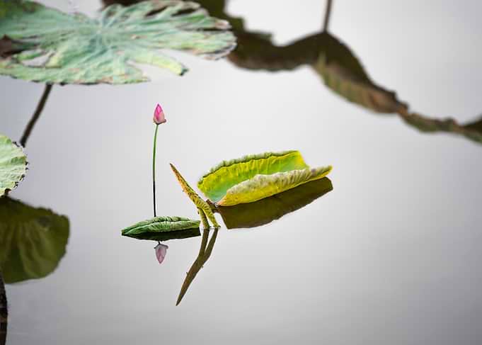Lotus buds and leaves