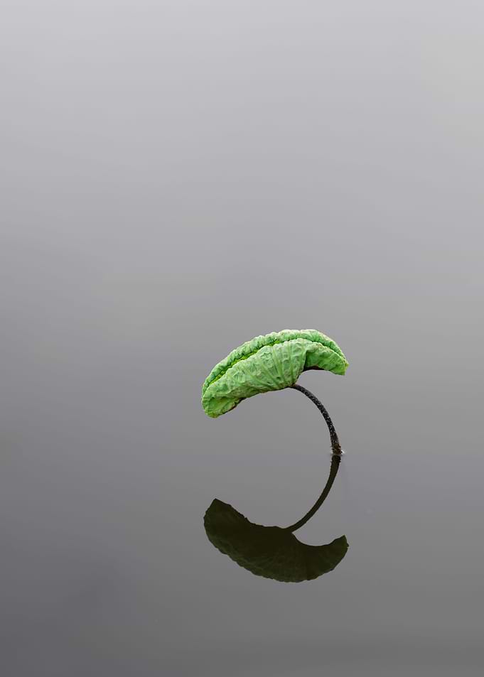 Wonderful lotus leaves