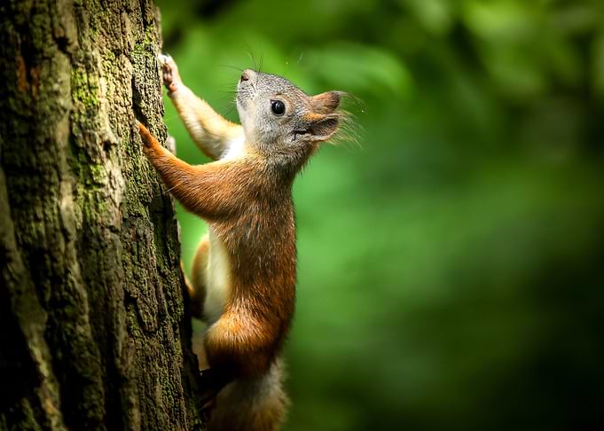 Run Little Squirrel