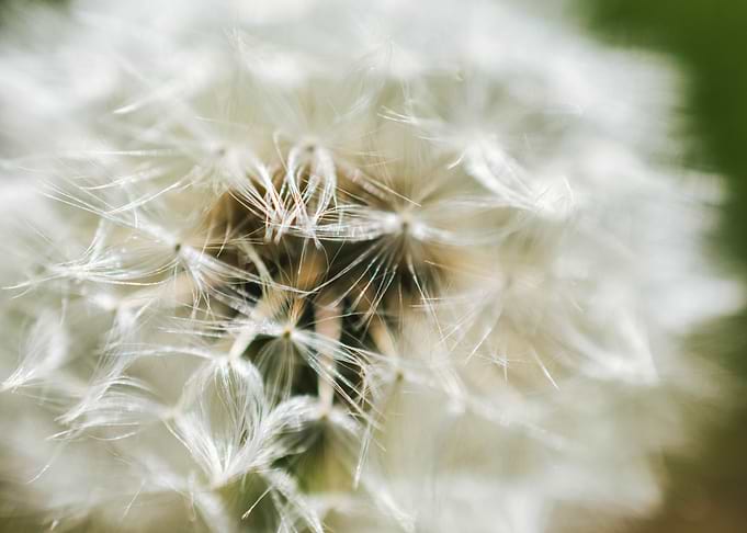Dandelion Up Close