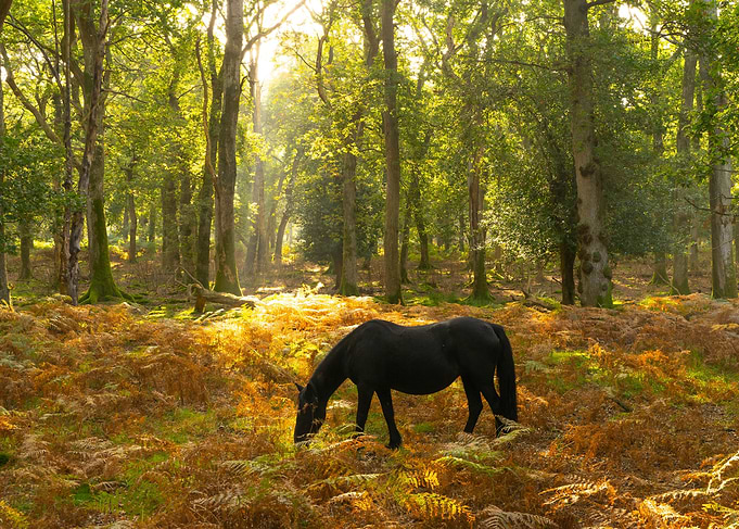Autumn in the Forest