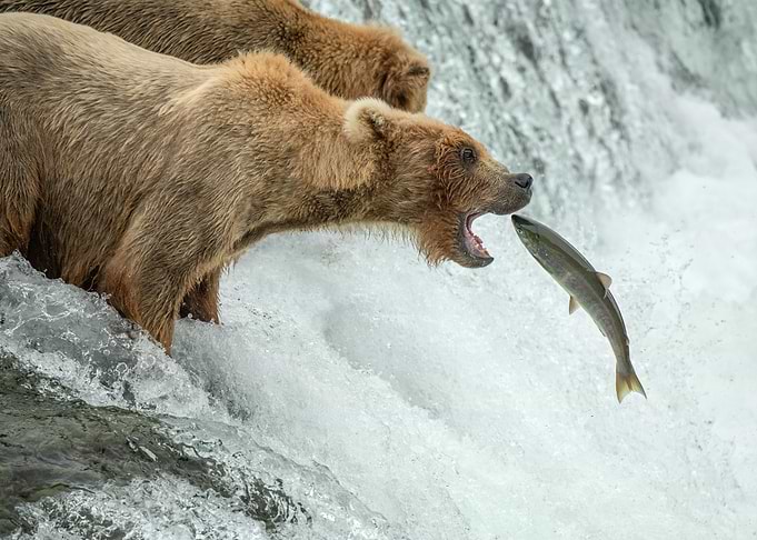 Grizzly bear