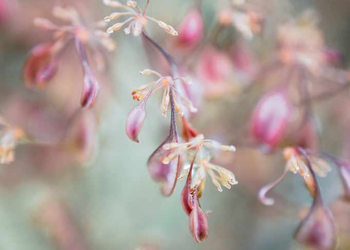 Delicate in the Wind