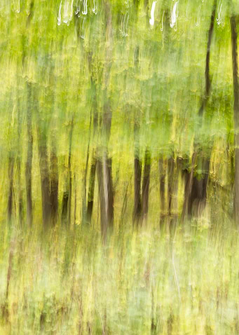 Dreamy woodland landscape