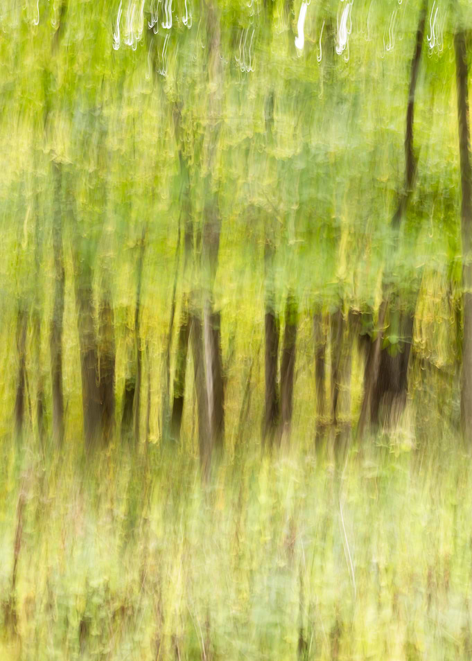 Dreamy woodland landscape