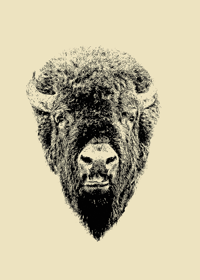 Bison head