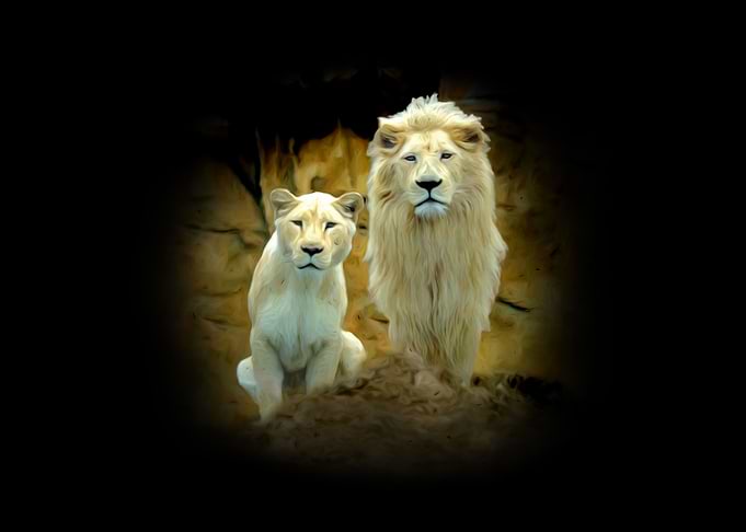 White lions