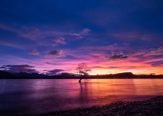 That Wanaka Tree