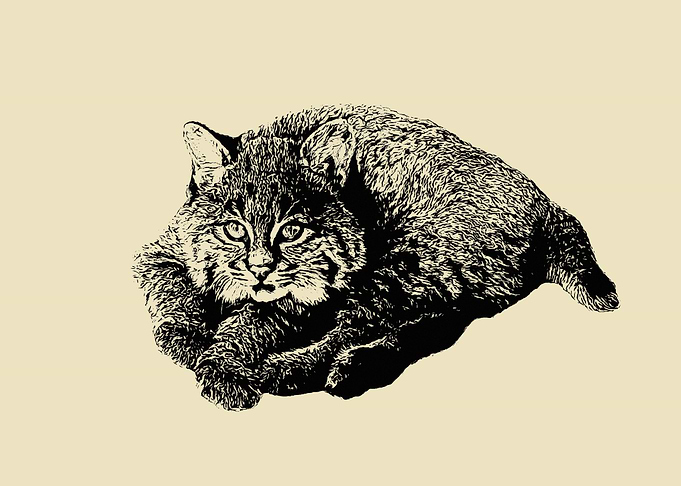 Bobcat cub