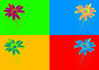 Pop art Daisy