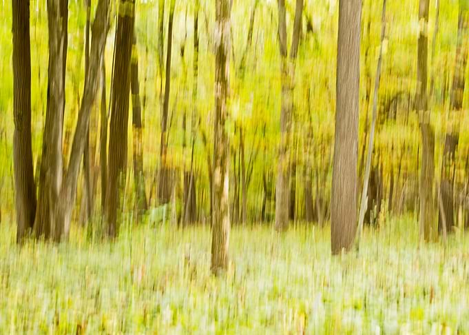 Blurred forest landscape