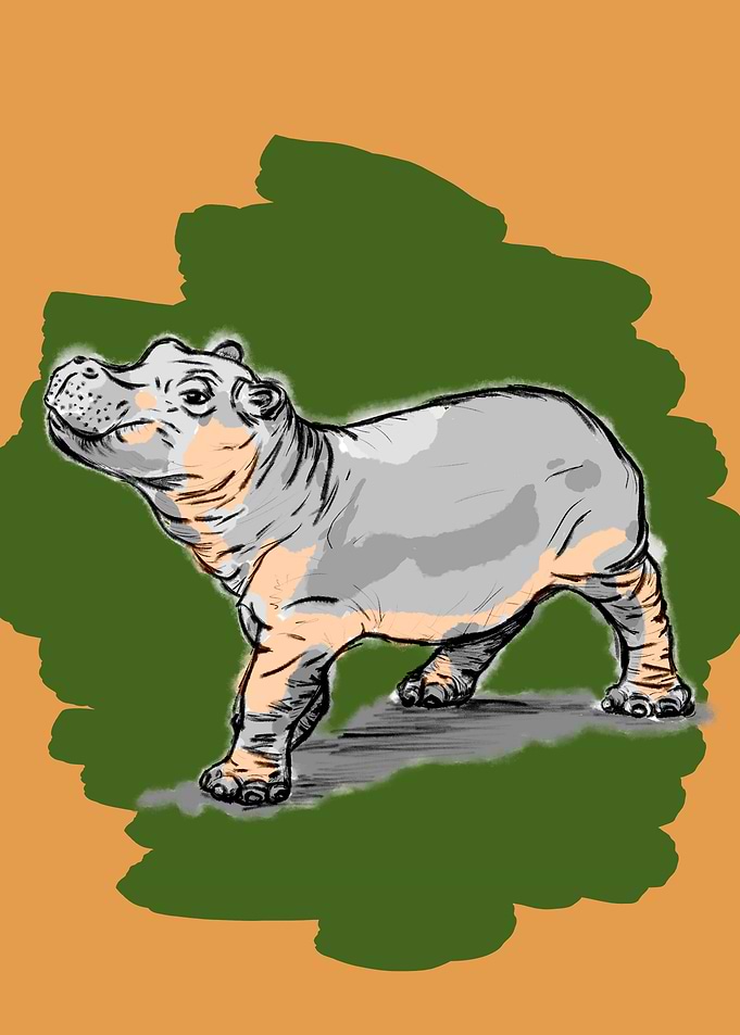 hippopotamus