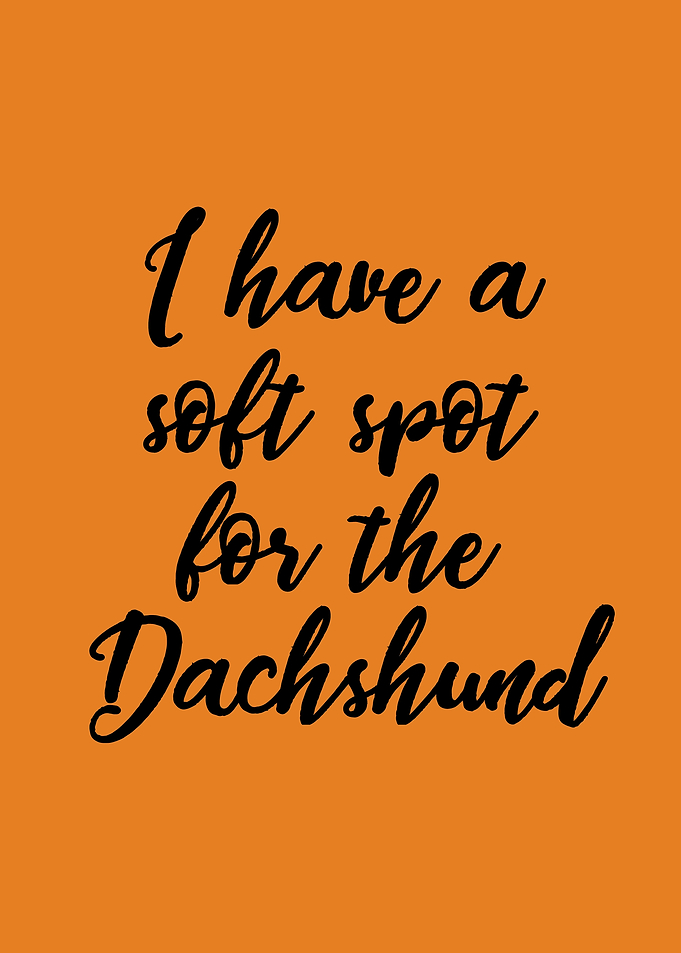 Dachshund