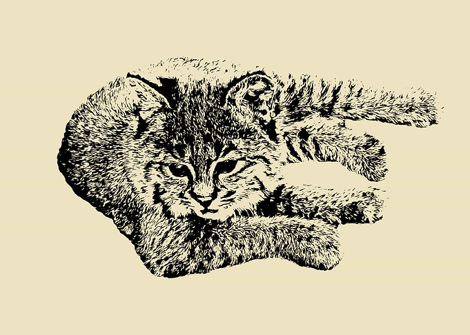 Lying bobcat cub