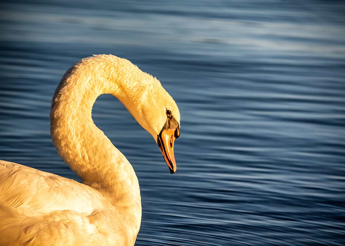 the swan