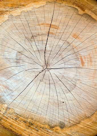 Wooden cut tree pattern