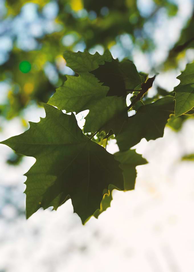 Canadian Maple Leaf