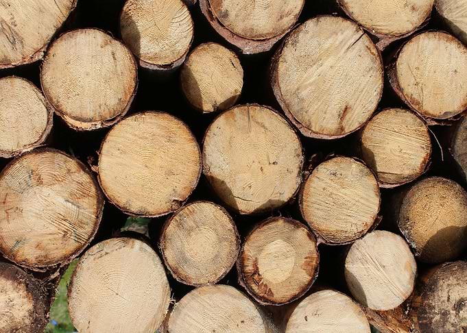 Wooden cut tree trunk