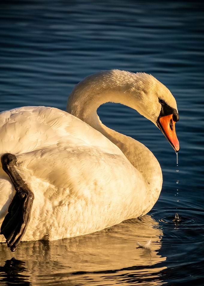 Swan in the sunset