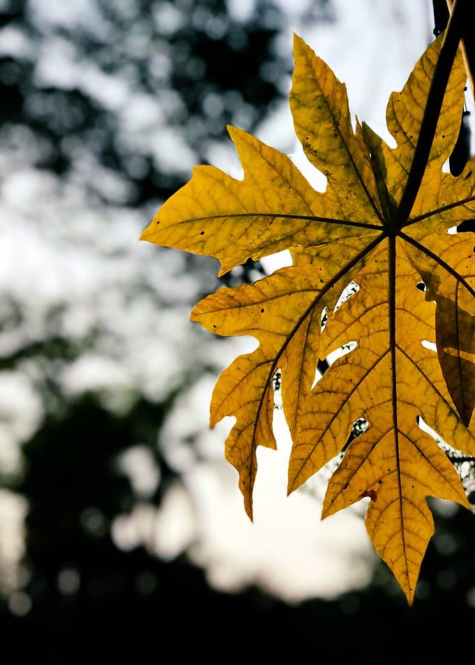 Yellow Leaf