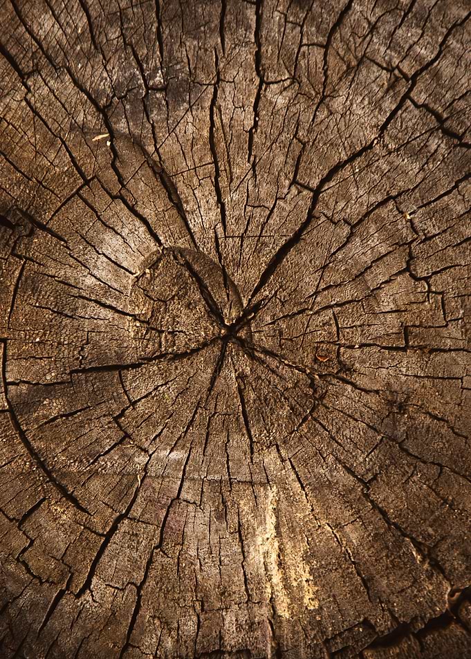 Wooden cut tree trunk