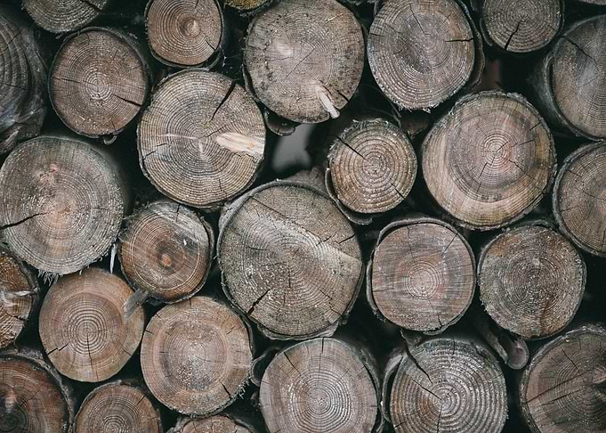 Wooden cut tree trunk