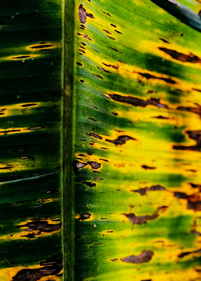 Green Yellow Leaf