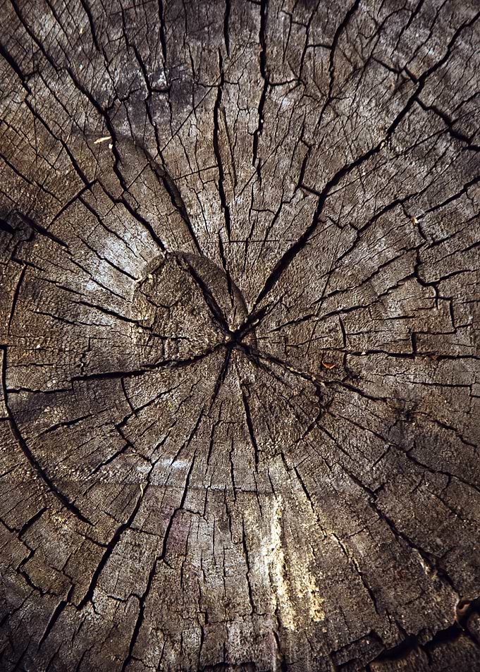 Wooden cut tree trunk