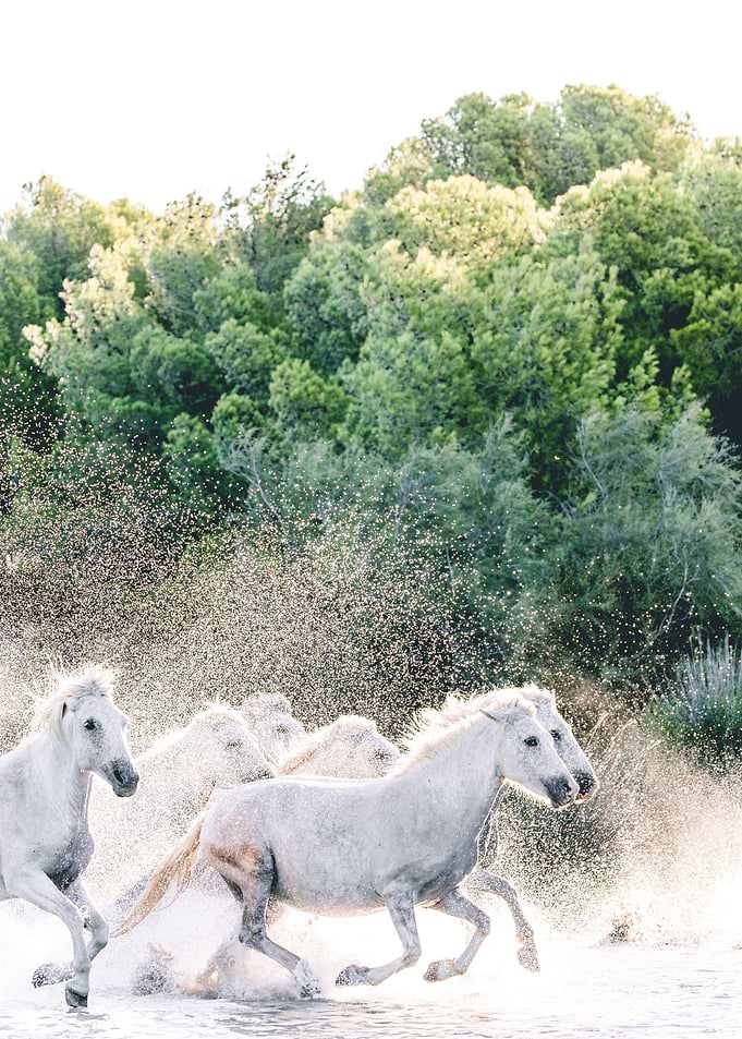White Horses