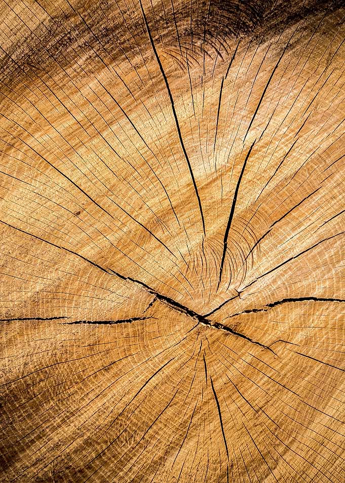 Tree Wooden cut