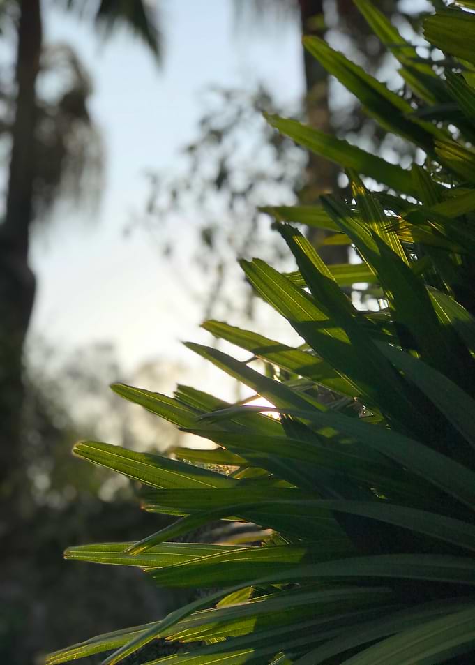 Sunrise Greenery