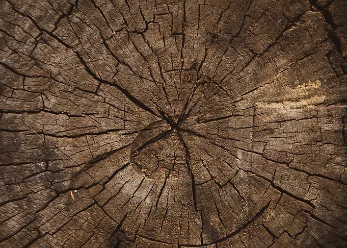 Wooden cut tree trunk