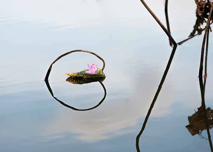 Remnant lotus
