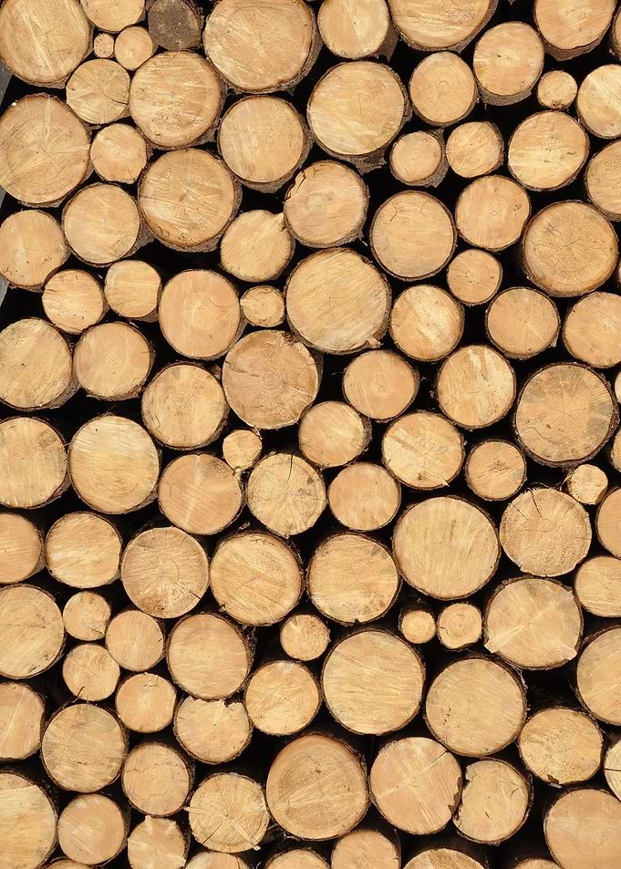 Wooden trees trunk nature