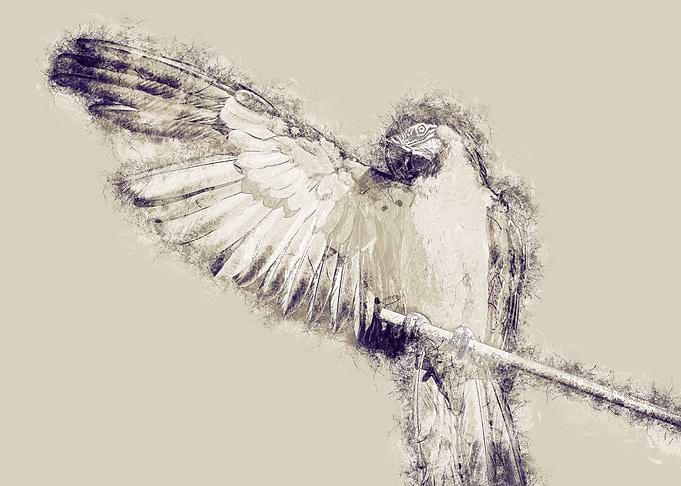 Parrot